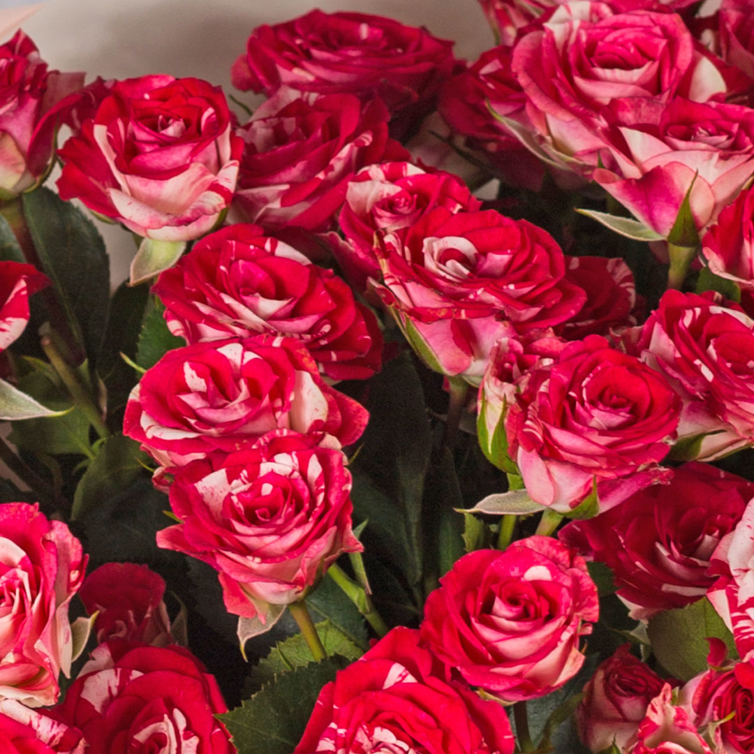 Букет розовых 9 кустовых роз №38363-Р