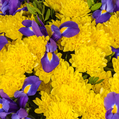 Букет с кустовой хризантемой и ирисами Соната желтая 7047-Ж Букет с кустовой хризантемой и ирисами Соната желтая 7047-Ж