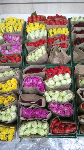 Розы Кения 50 шт. в технической упаковке. (35 см. по 10 шт. в упаковке)