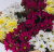 Букет из разноцветных хризантем 35809