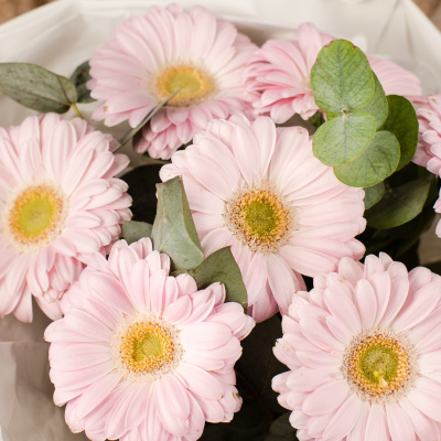 Букет из мини гербер с эвкалиптом N 50479 Букет из мини гербер с эвкалиптом N 50479